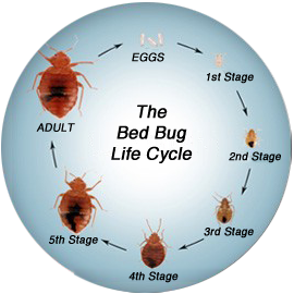 What do bed bugs look like as they grow